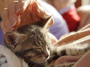 pet-therapy-gatto