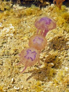 meduse Pelagia noctiluca