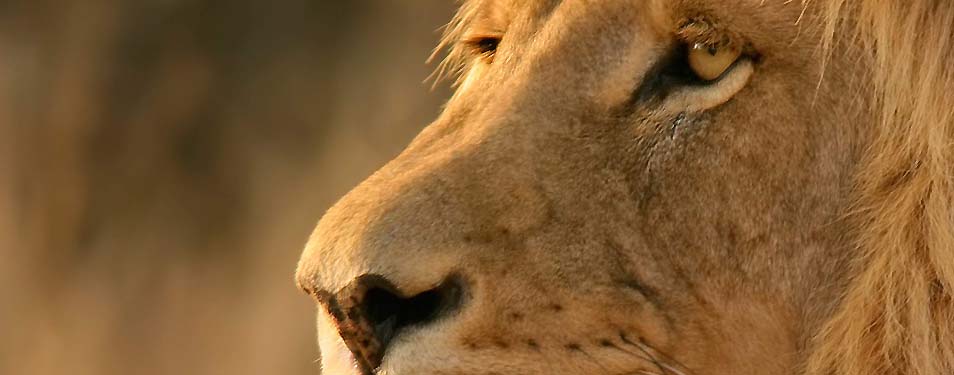 Il ruggito del leone, un assurdo spettacolare…