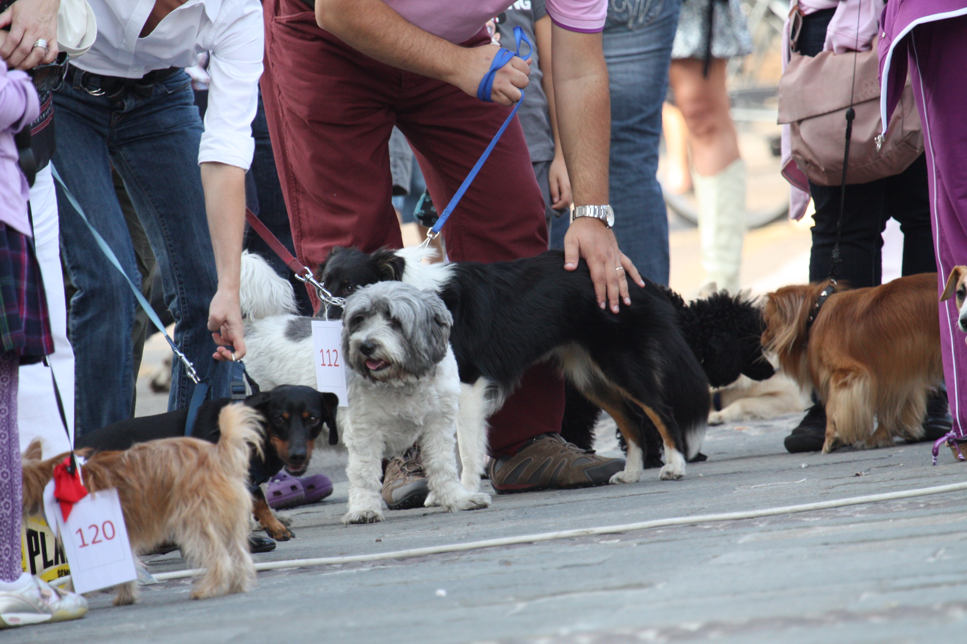 XV edizione della “Giornata degli Animali”