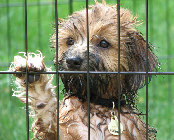 Adotta un cane randagio per pagare meno Tares