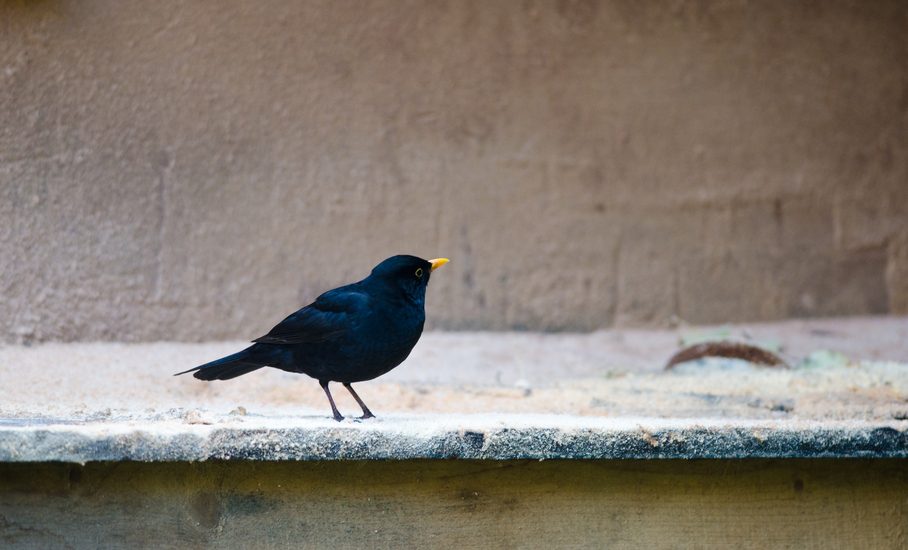 I giorni della merla