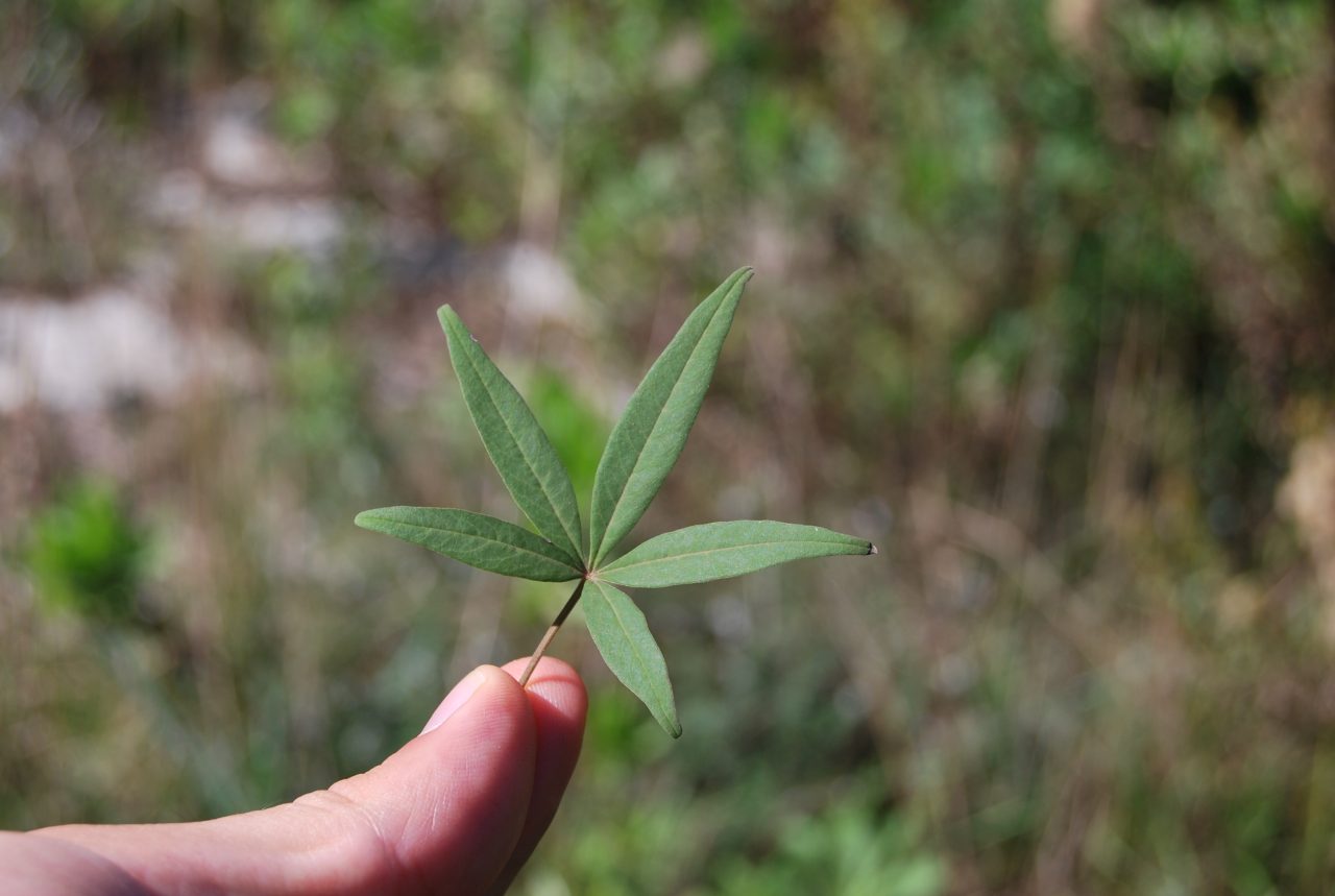 Agnocasto, pianta rarissima trovata nel Parco di Rauccio