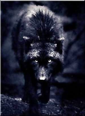 IL LECCE VISTO DA LONTANO- In bocca al lupo, Lecce