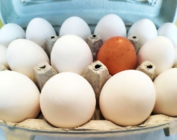 Fipronil, gli assessori Miglietta e Mignone in contatto con la Asl