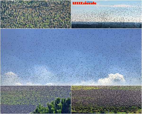 Che spettacolo! Stormo di uccelli in volo su Lecce