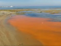 VIDEO- Chiazza arancione in mare a San Cataldo. Alghe o inquinamento?