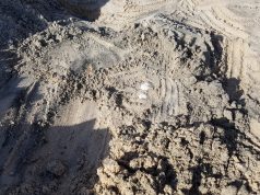 Eccezionale scoperta: la caretta caretta nidifica a Torre Chianca
