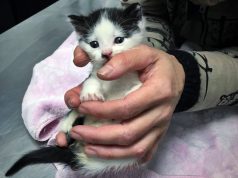 Trova un gattino malato e lo fa curare: multata
