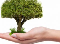 Giornata dell’Albero, da domani a Lecce 100 piantumazioni