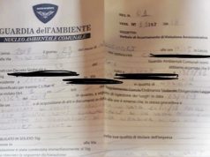 Multa dopo cure a un gattino, l’assessore Miglietta: “Messuti scorretto”