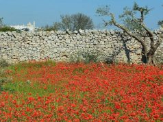 I muretti a secco bene immateriale dell’Umanità