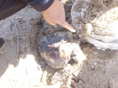 Ancora una tartaruga vittima della plastica sulle spiagge salentine