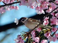 Oggi è il giorno dell’Equinozio di Primavera