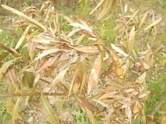 Xylella in città, avanti con potature e censimento