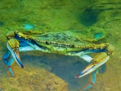 Il Granchio Azzurro minaccia le spiagge del Salento