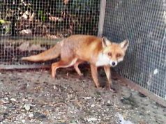 La volpe Rosetta torna in libertà