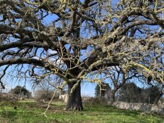 Albero Europeo 2020: delusione per la Quercia Vallonea di Tricase