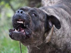 Tricase, neonato ucciso dal cane corso di famiglia