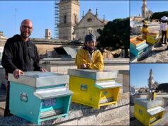 Un apiario su Palazzo Turrisi, stamattina via alle attività