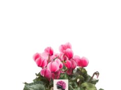 A ottobre con i ciclamini si sostiene la prevenzione oncologica e l’assistenza domiciliare ANT