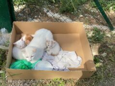 Tutela della colonia felina del Cimitero, da oggi nuove regole